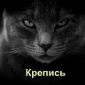 Ученый кот